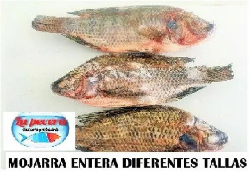 Mojarra Entera